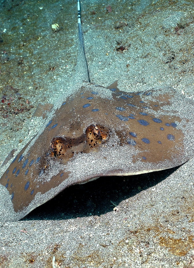 Bali 2016 - Blue spotted stingray - Raie pastenague a taches bleues - Neotrygon kuhlii - IMG_6148_rc.jpg